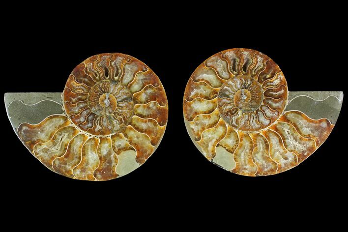 Agatized Ammonite Fossil - Madagascar #135271